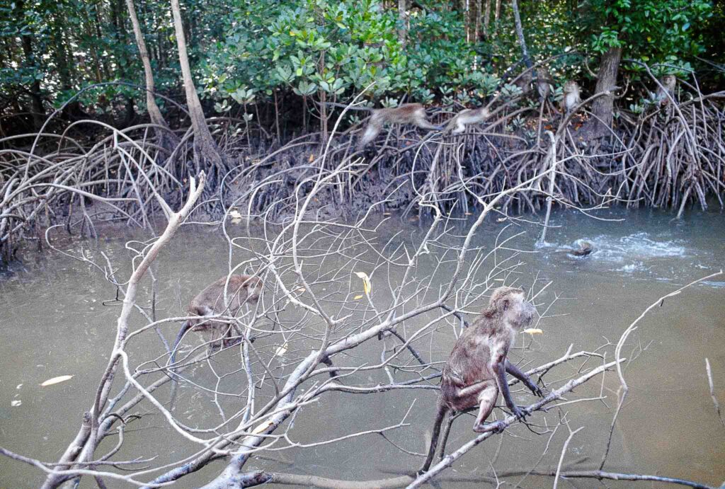 CROISIERE DANS LA MANGROVE
Koh Lanta, Thaïlande | Nikon F2 AS - Kodak Gold 200